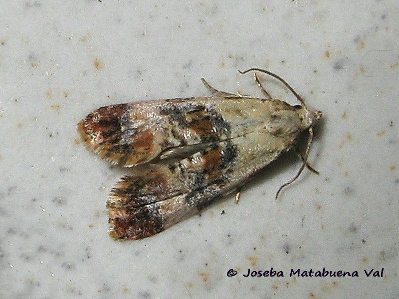 Cochylis hybridella - Tortricidae